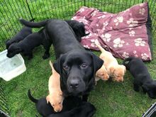 Labradori retriiveri kutsikad