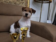Jack Russell terjeri kutsikapoiss (FCI/LKF)