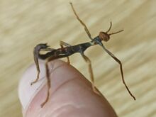 Свежевылупившиеся палочники Extatosoma tiaratum