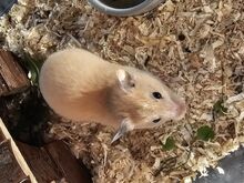 Hamster