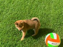 Shiba inu