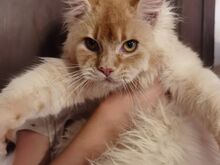 Maine Coon kassipojad