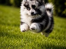 Pomeranian spits