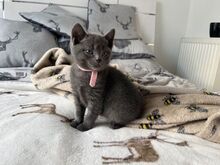 Russian blue kittens