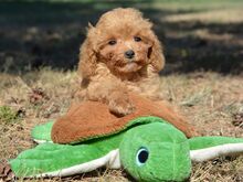 Maltipoo kutsikad