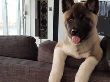 Akita kutsikad