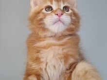 Maine Coon kassipojad, isased