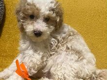 Beautiful Toy Poodle Puppies