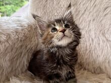 Maine Coon tõugu emased kassipojad