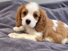 Cavalier King Charles spanjeli kutsikad!