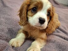 Cavalier King Charles spanjeli kutsikad!