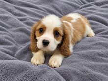 Cavalier King Charles spanjeli kutsikad!