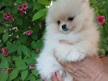 Pomeraniani kutsikas