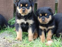 Rottweileri kutsikad