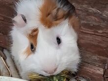 Müüa 2 merisiga koos puuriga