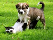 Bordercollie kutsikad