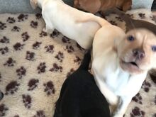 Labradori retriiveri kutsikad