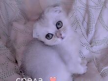 Scottish fold