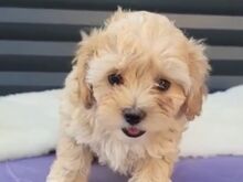 Maltipoo kutsikas