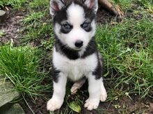 Siberi husky kutsikad