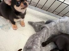 CHIHUAHUA