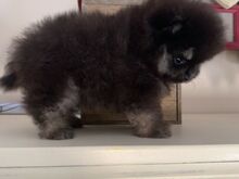 Pomeranian kutsikad