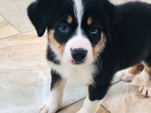 Berni alpi karjakoera kutsikad