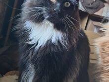 Maine Coon kassipojad