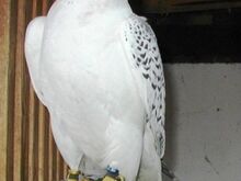 GYR x PEREGRINE FALCONS for Sale
