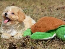 Maltipoo emane kutsikas