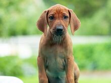Rodeesia Ridgeback kutsikad