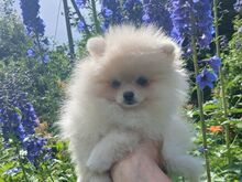 Pomeraniani kutsikas