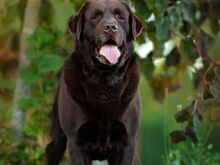 Labradori retriiveri kutsikad FCI