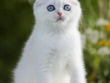 Sinisilmne Scottish Fold poiss
