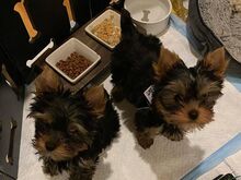 Two Adorable Yorkie puppies