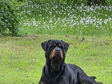 Rottweiler kutsikad