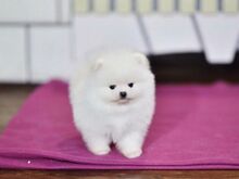 Pomeranian kutsikad
