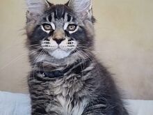 Котята-самцы мейн-кун