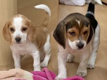 Beagle'i kutsikad