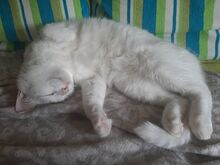 Котёнок Сипсик