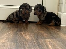 Dachshund puppies
