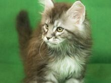 MAINE COON KASSIPOJAD