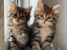 Maine Coon Kittens