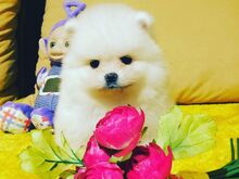 Pomeranian kutsikad
