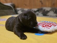 Labradori retriiveri kutsikad FCI