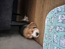 Isane beagle kutsikas