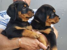Rottweileri kutsikad