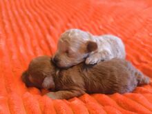 TOY POODLE