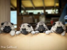 Keeshond