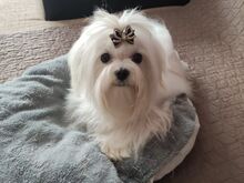 Мальтийская болонка